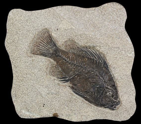 Cockerellites (Priscacara) Fossil Fish - Hanger Installed #51054